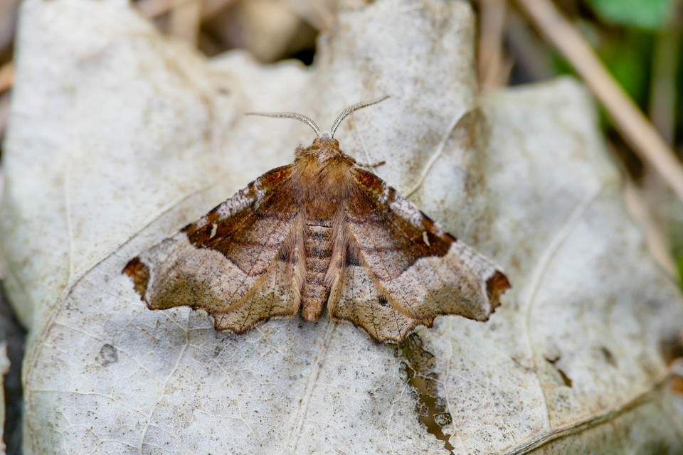Selenia tetralunaria - négyfoltos holdasaraszoló