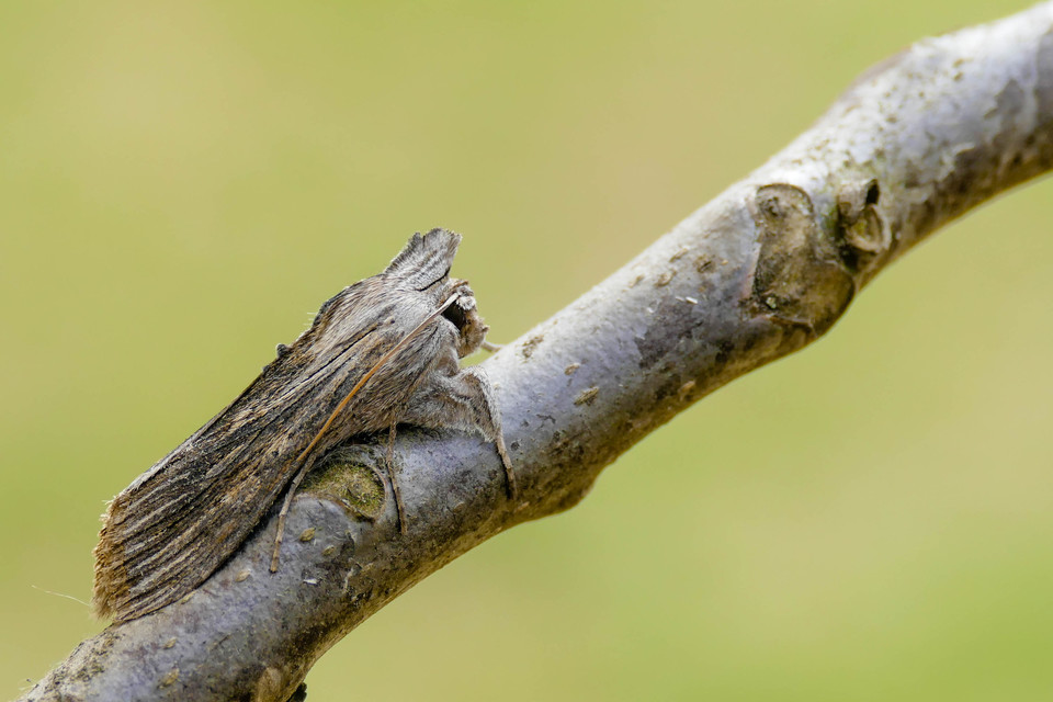 Cucullia chamomillae - székfű-csuklyásbagoly