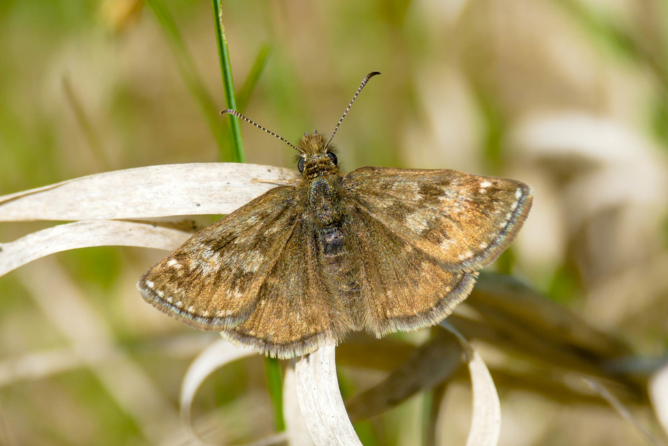 Erynnis tages - cigánylepke