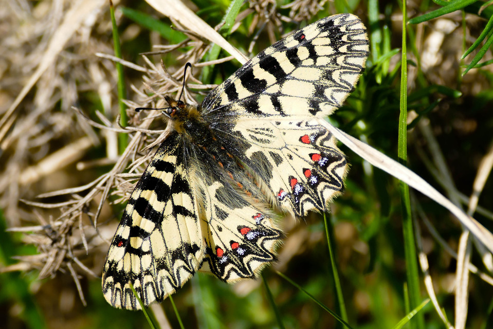 Zerynthia polyxena - farkasalmalepke
