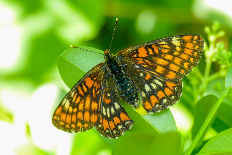 Euphydryas maturna - díszes tarkalepke