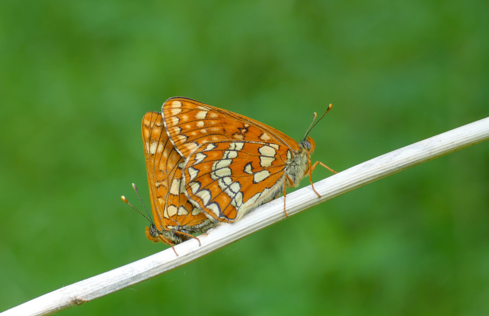 Euphydryas maturna - díszes tarkalepke
