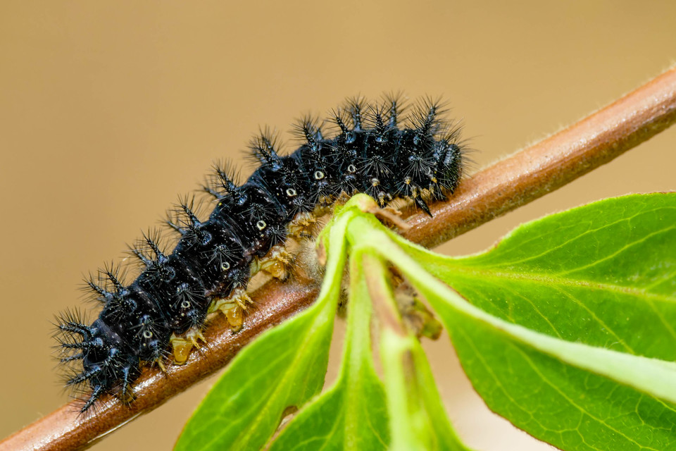 Euphydryas maturna - díszes tarkalepke