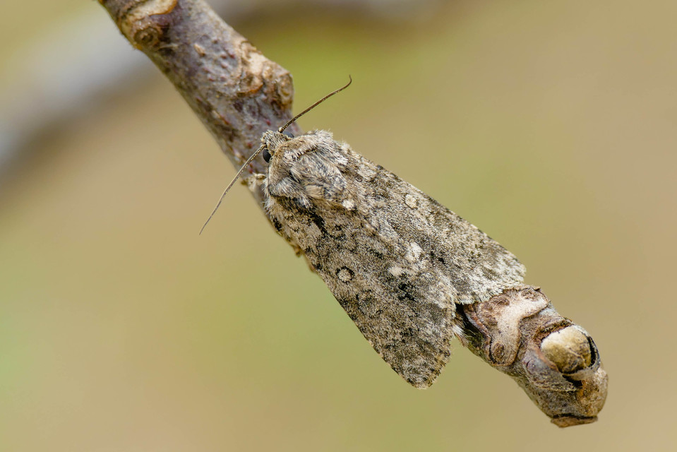 Acronicta rumicis - sóska-szigonyosbagoly