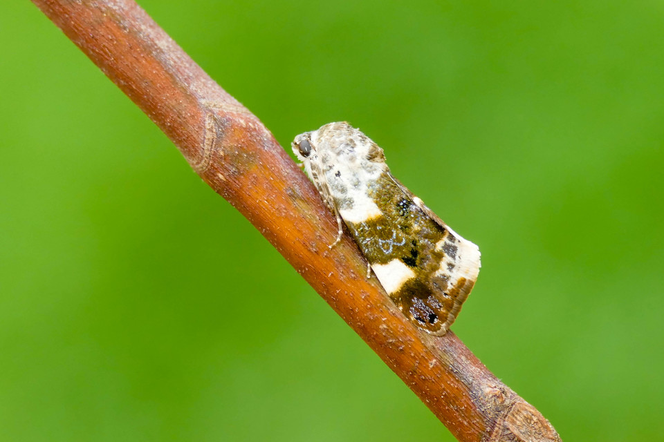 Acontia lucida - fehér nappalibagoly