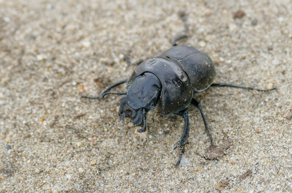 Lethrus apterus - nagyfejű csajkó
