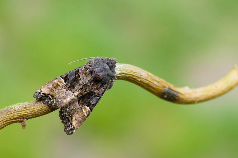 Euplexia lucipara - szeder-csipkésbagoly