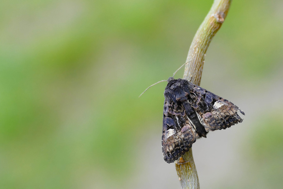 Euplexia lucipara - szeder-csipkésbagoly