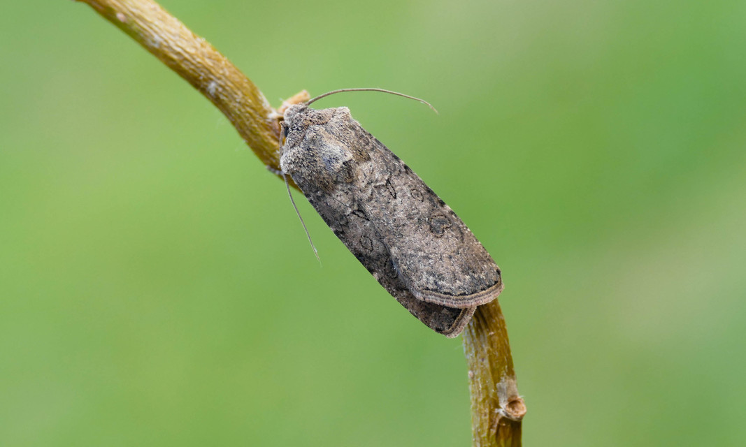 Agrotis segetum - vetési földibagoly