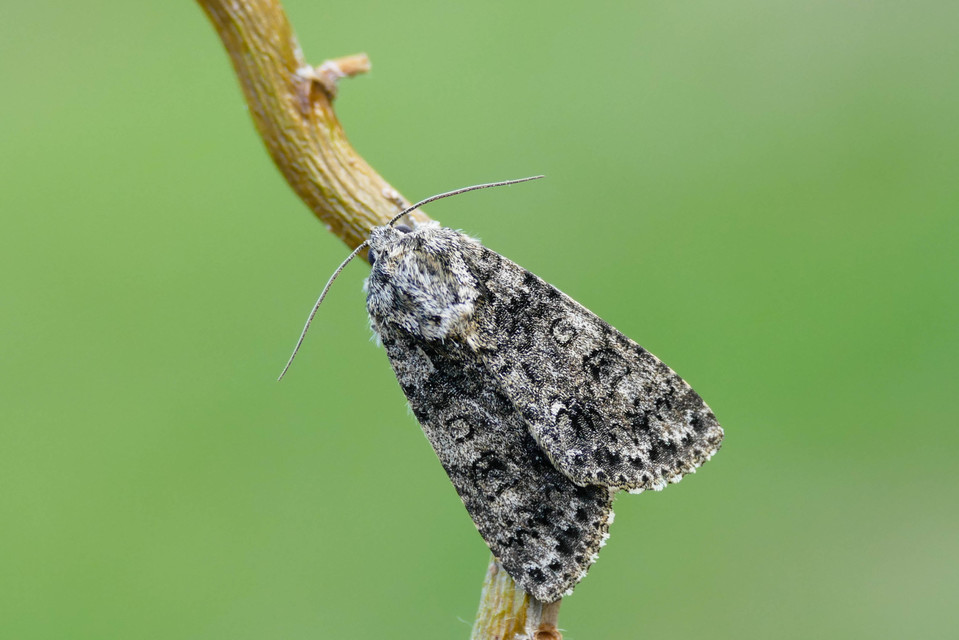 Acronicta rumicis - sóska-szigonyosbagoly