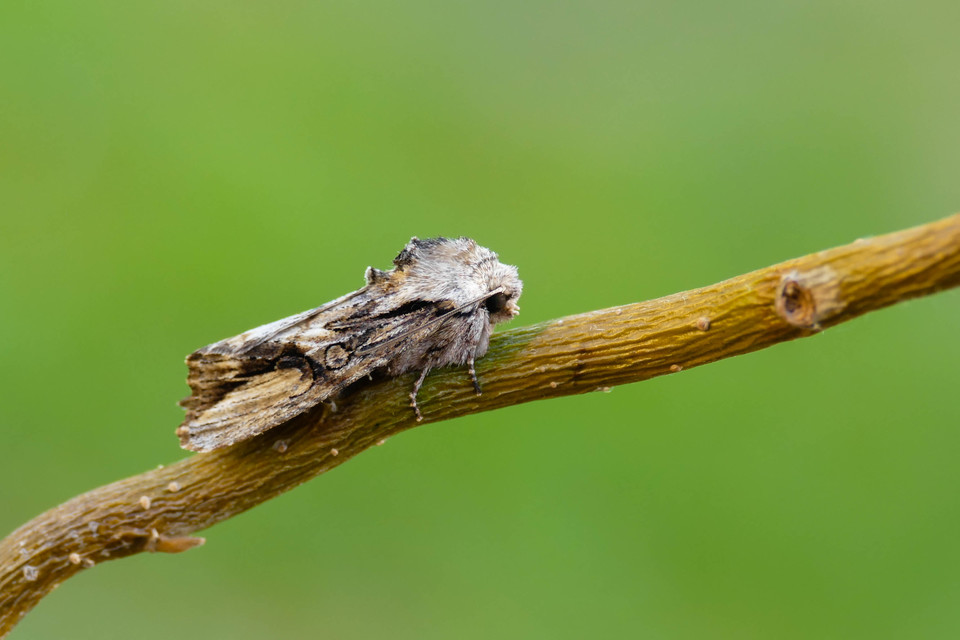 Egira conspicillaris - változékony szürkebagoly