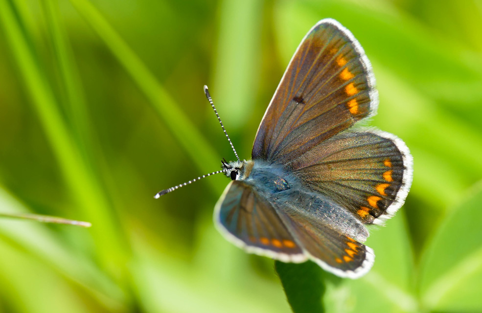 Aricia agestis - szerecsenboglárka