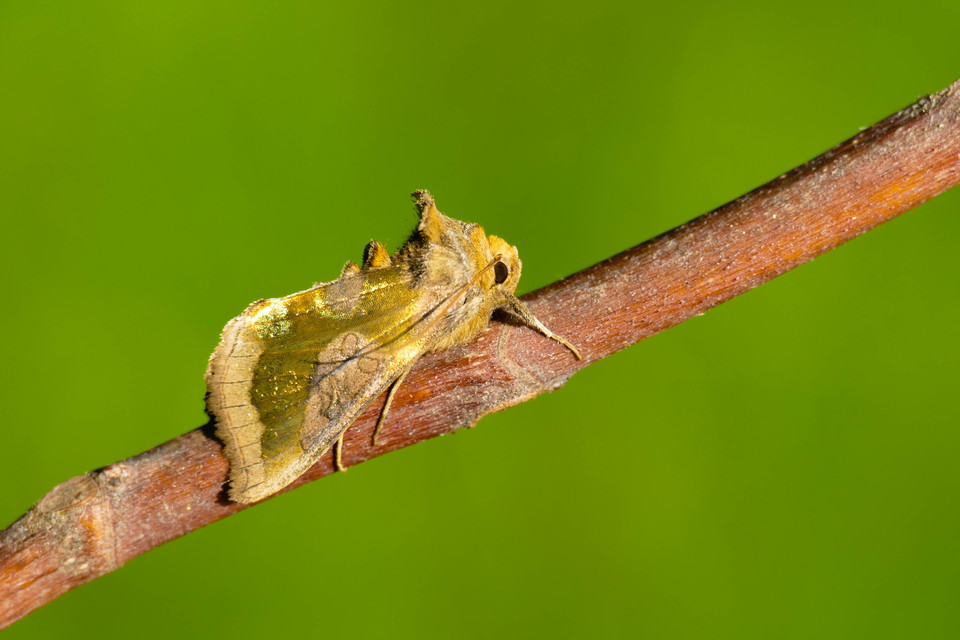 Diachrysia stenochrysis - rejtőző aranybagoly