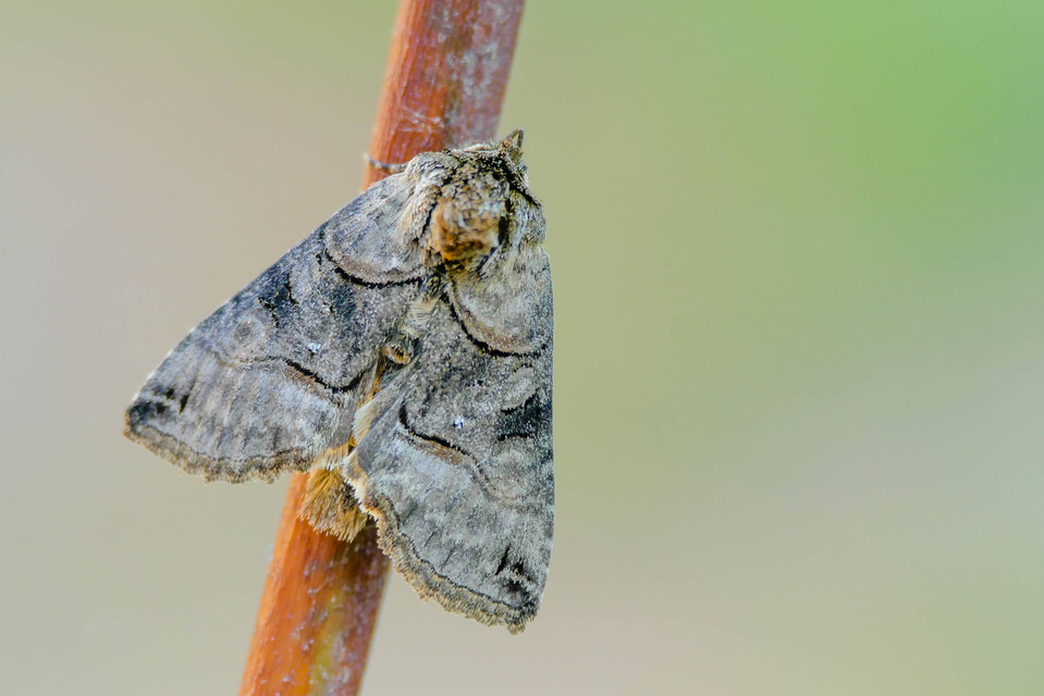 Abrostola tripartita - szürkeövű csalánbagoly