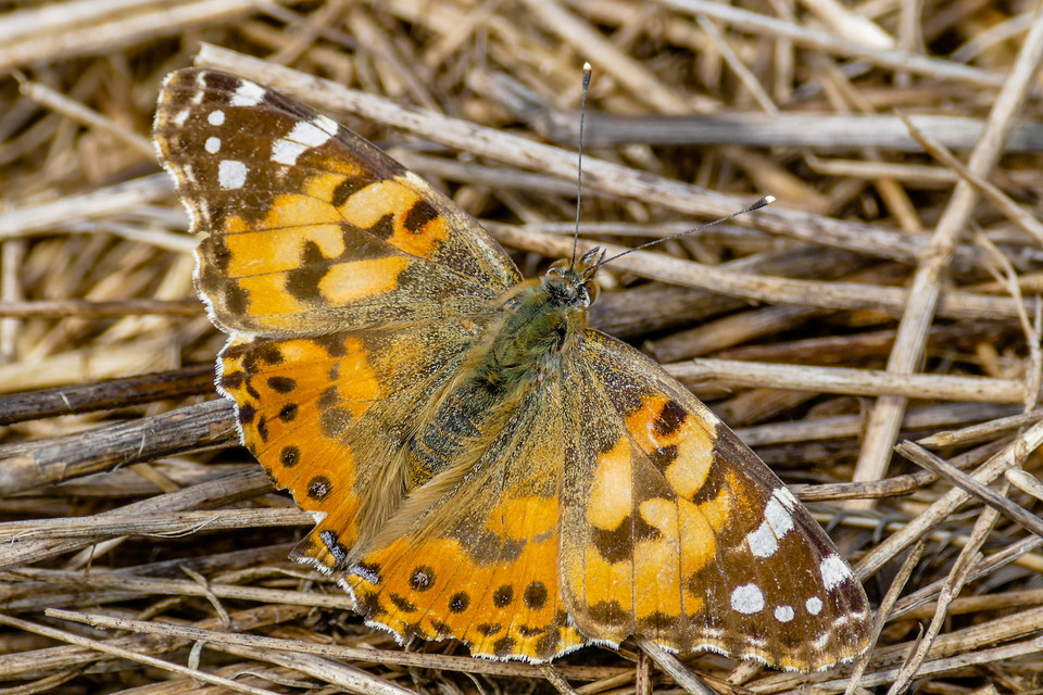 Vanessa cardui - bogáncslepke