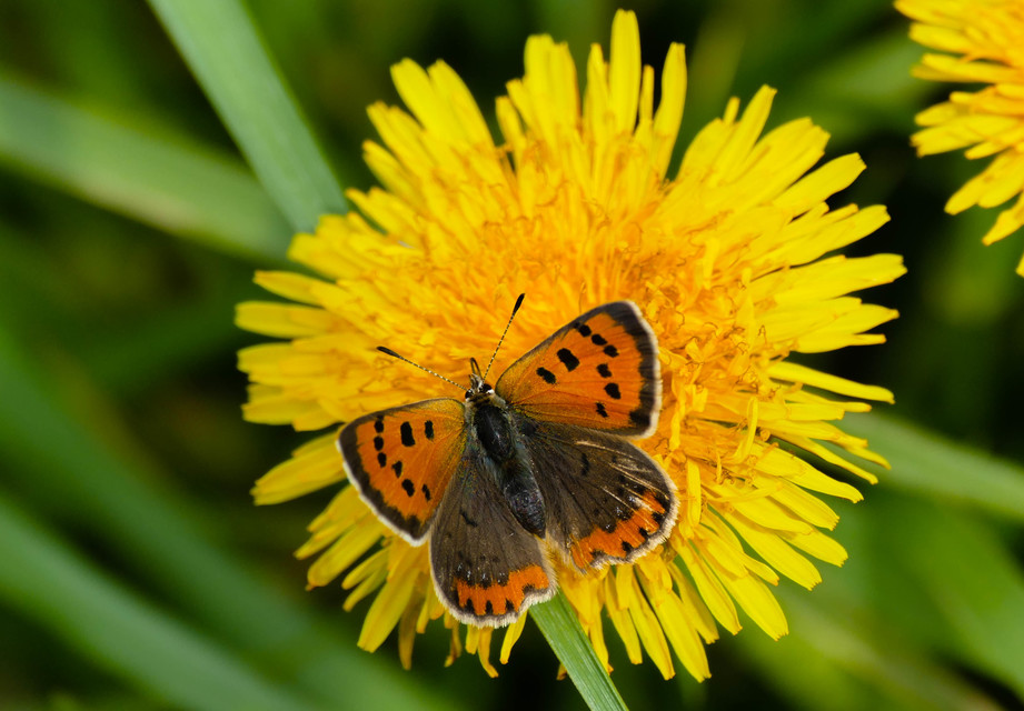 Lycaena phlaeas - közönséges tűzlepke
