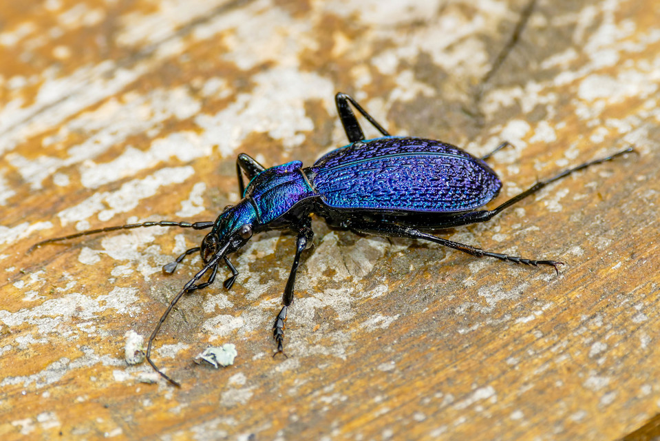 Carabus intricatus - kék laposfutrinka