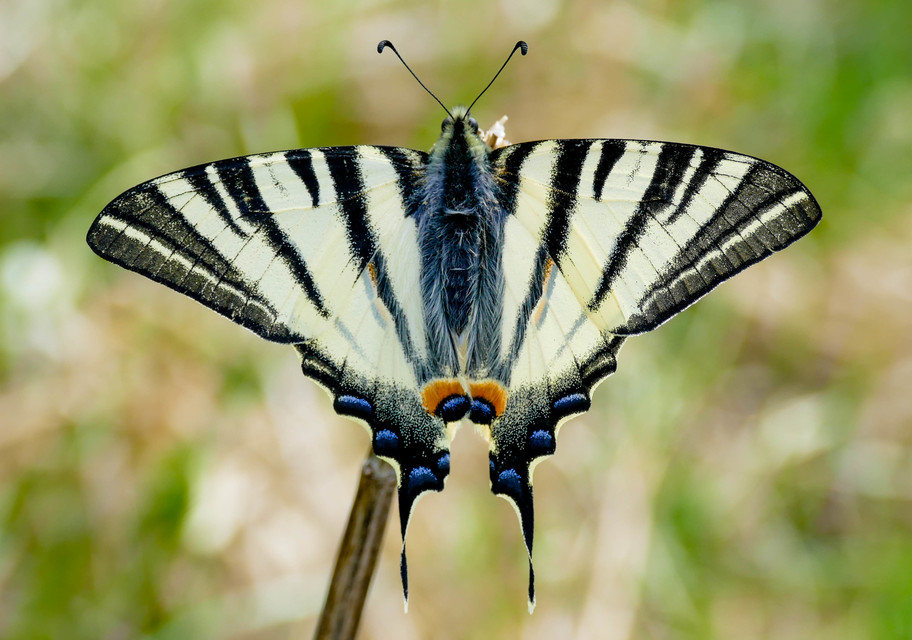 Iphiclides podalirius - kardoslepke