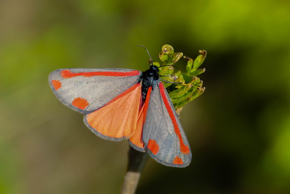 Tyria jacobaeae - jakabfű-medvelepke
