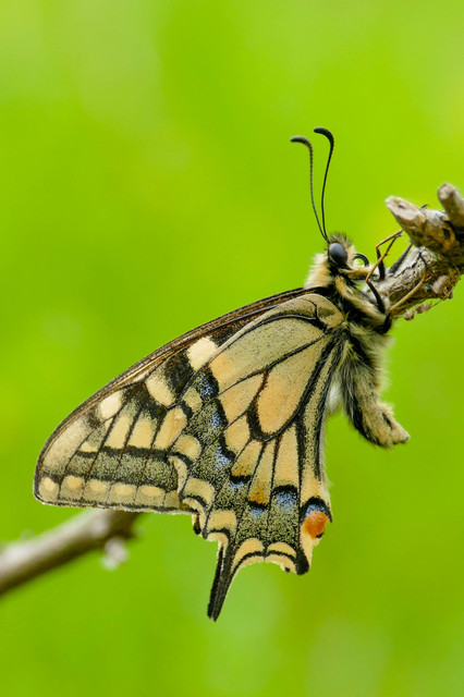 Papilio machaon - fecskefarkú lepke