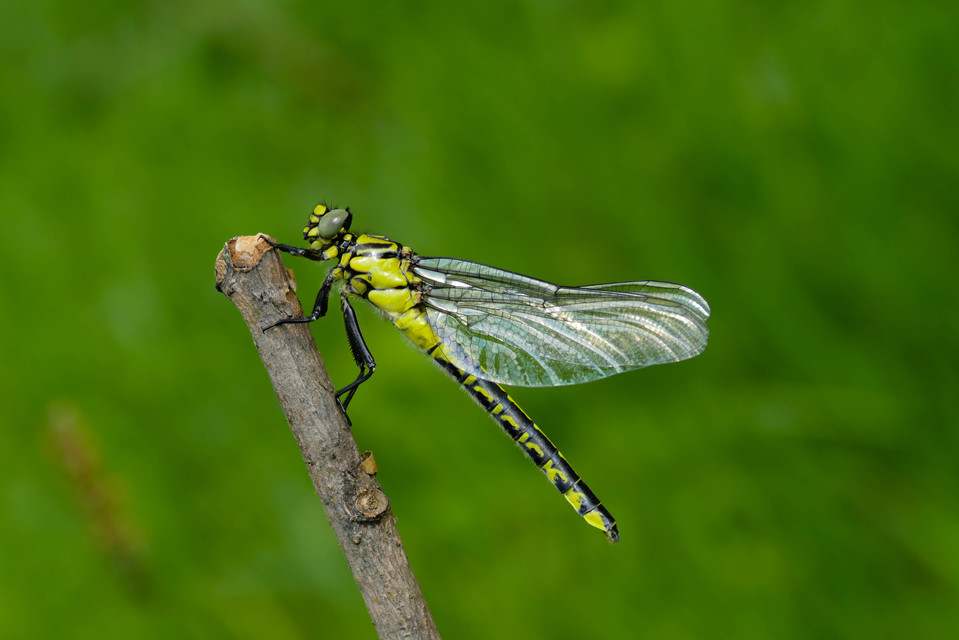 Gomphus vulgatissimus - feketelábú folyami-szitakötő