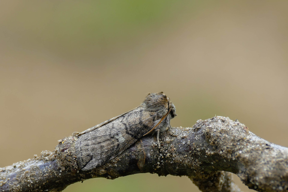 Tethea or - bélyeges pihésszövő