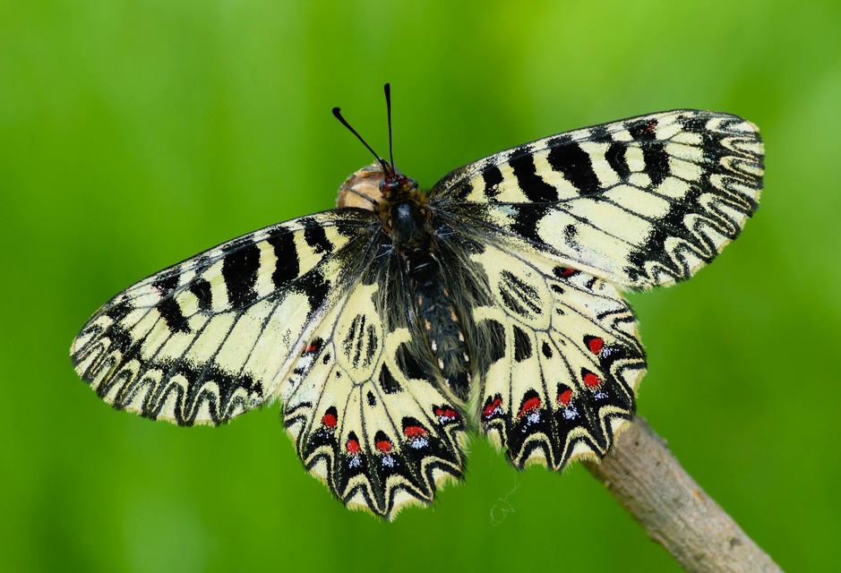 Zerynthia polyxena - farkasalmalepke