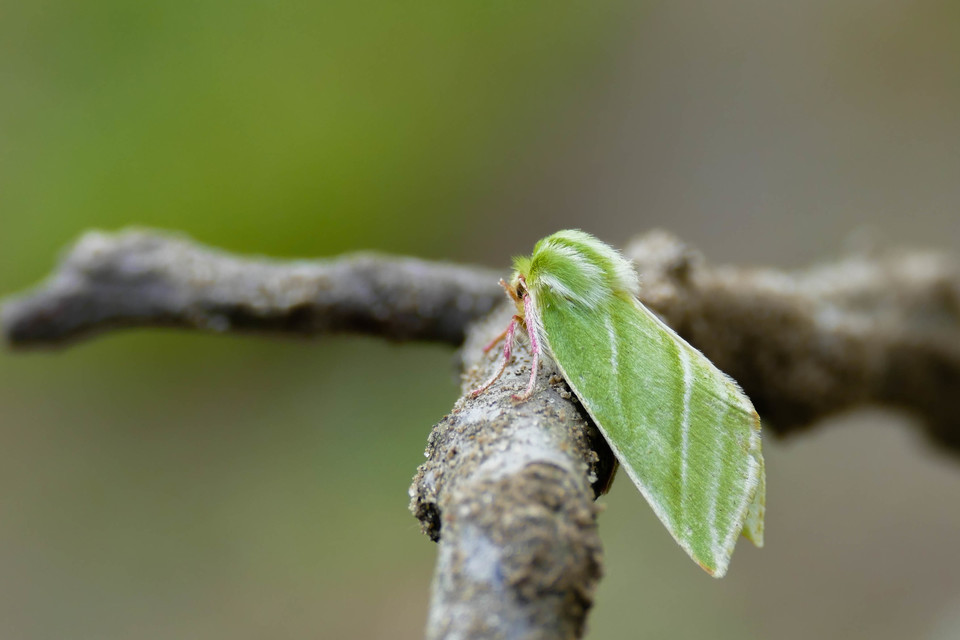 Pseudoips prasinana - bükkfa-zöldbagoly