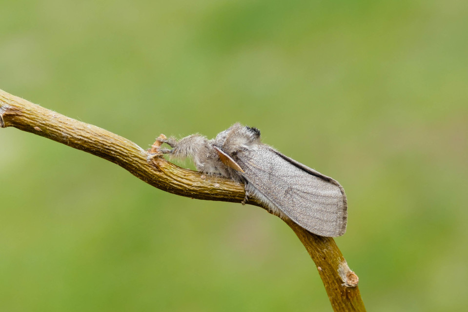 Calliteara pudibunda - hamvasszövő