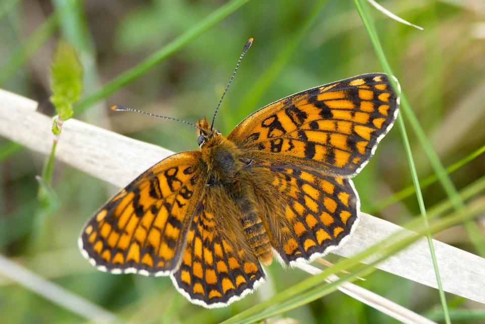 Melitaea phoebe - nagy tarkalepke