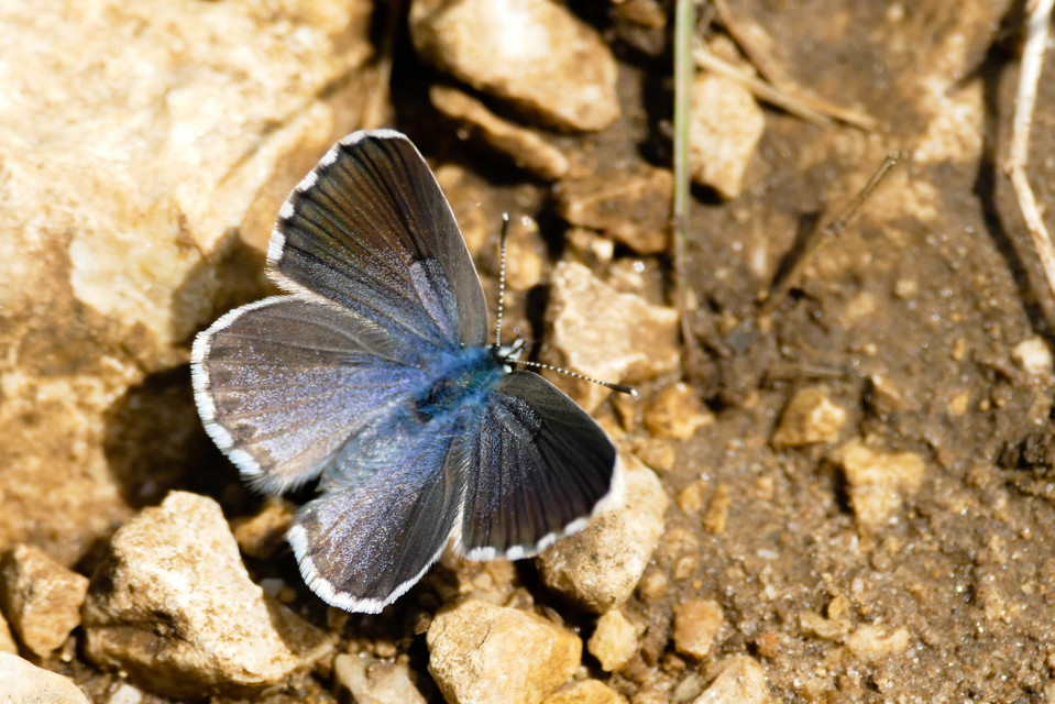 Pseudophilotes schiffermuelleri - apró boglárka