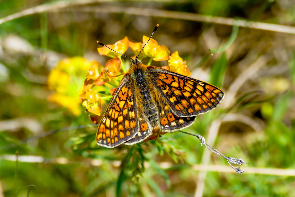 Euphydryas aurinia - lápi tarkalepke