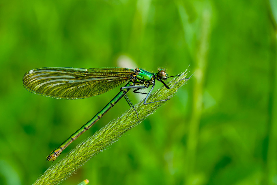 Calopteryx splendens - sávos szitakötő