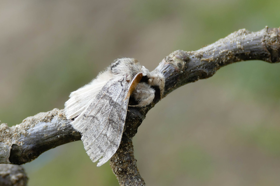 Calliteara pudibunda - hamvasszövő
