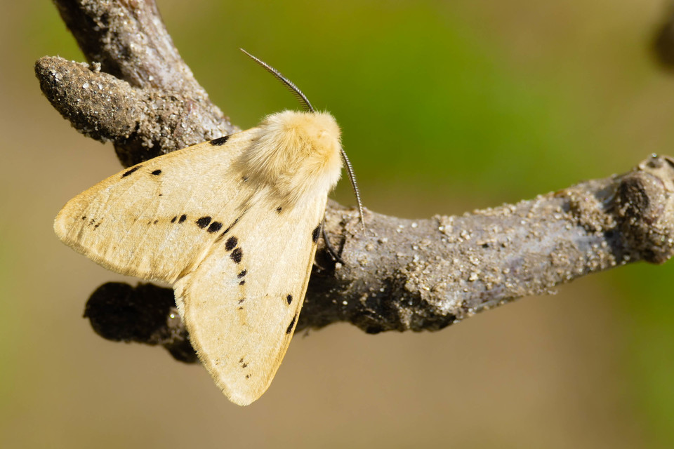 Spilarctia lutea - sárgás medvelepke