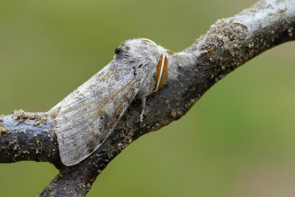 Calliteara pudibunda - hamvasszövő