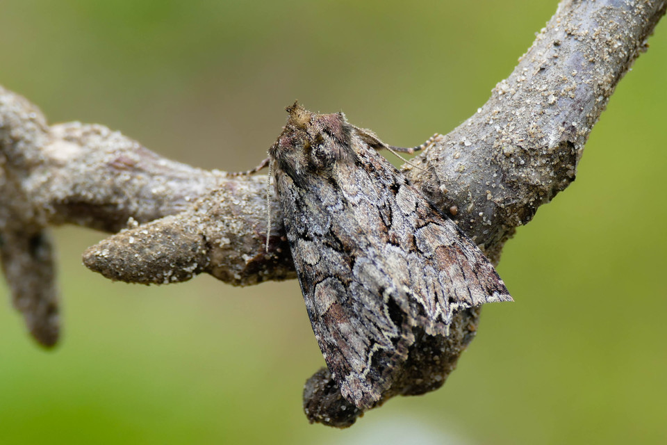 Lacanobia thalassina - borbolya-kertibagoly