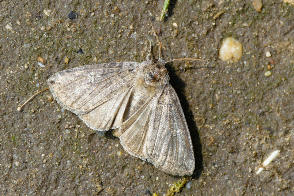 Tethea or - bélyeges pihésszövő