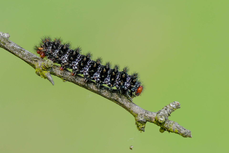 Melitaea cinxia - réti tarkalepke
