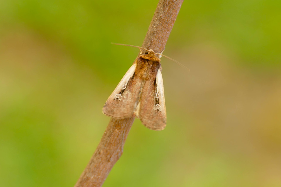 Ochropleura plecta - fehérszegélyű fűbagoly