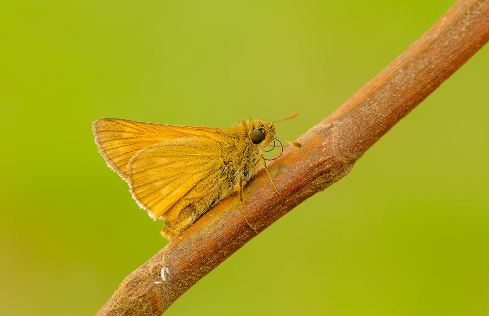 Ochlodes sylvanus - erdei busalepke