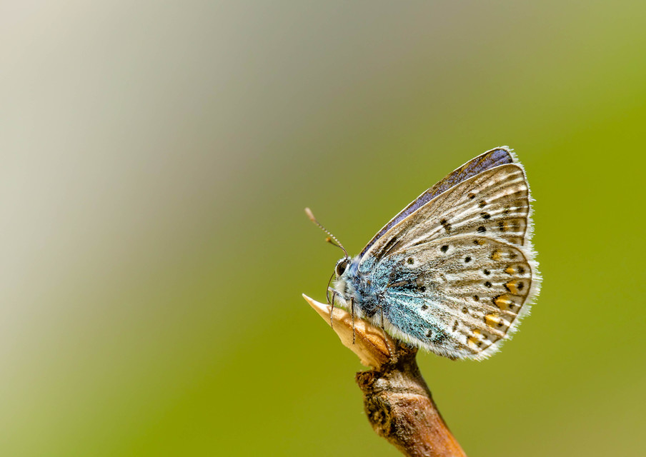 Polyommatus icarus - közönséges boglárka