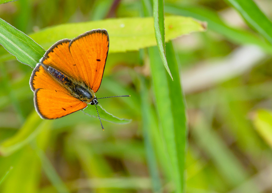 Lycaena dispar rutilus - nagy tűzlepke