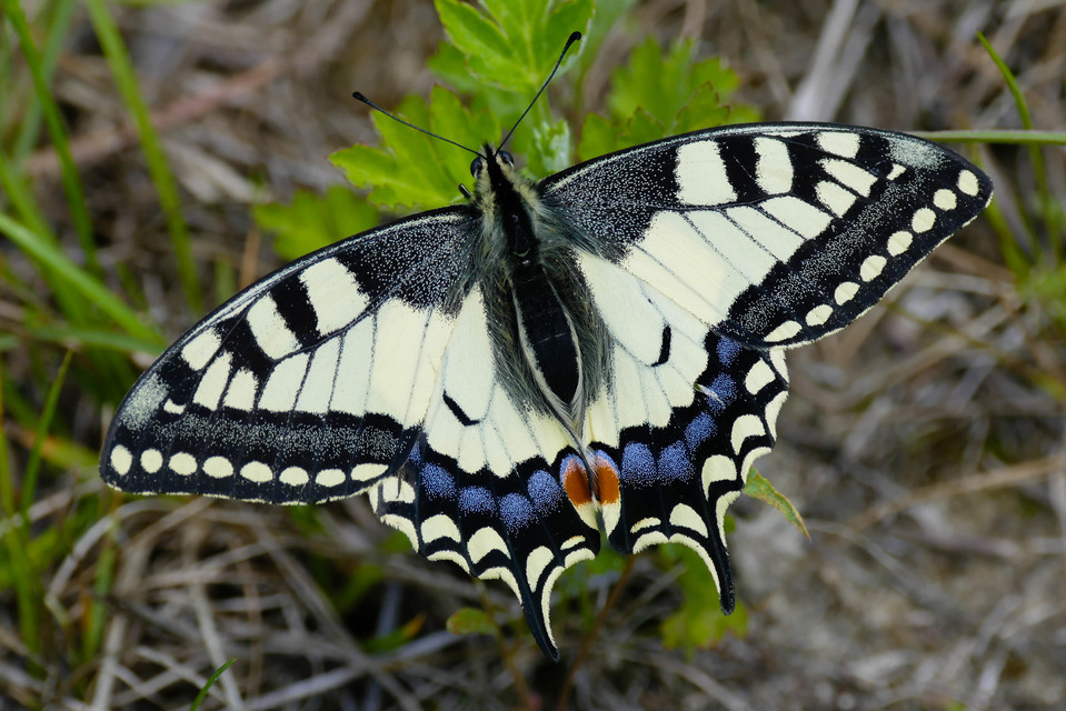 Papilio machaon - fecskefarkú lepke