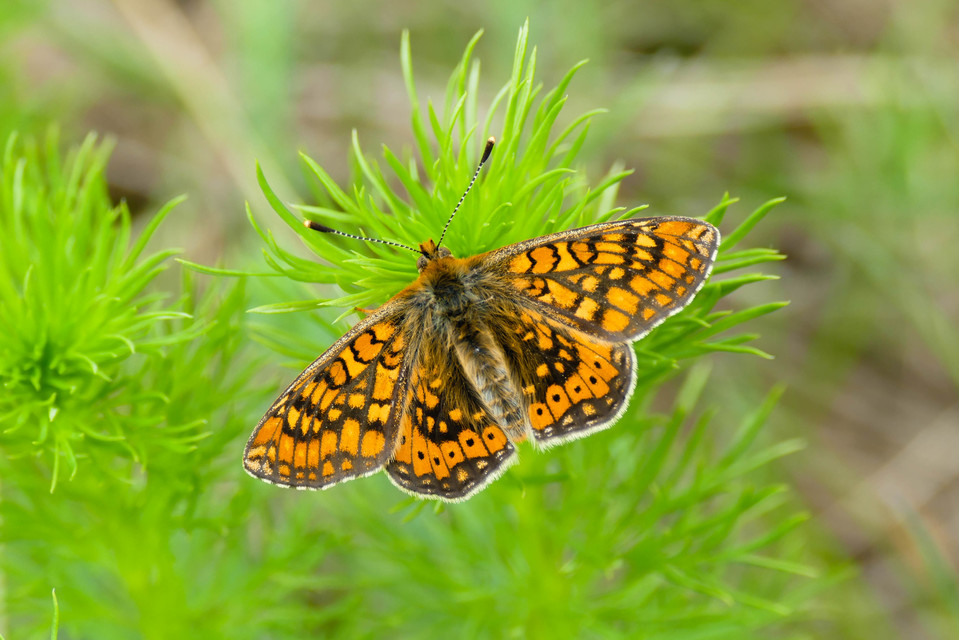 Euphydryas aurinia - lápi tarkalepke