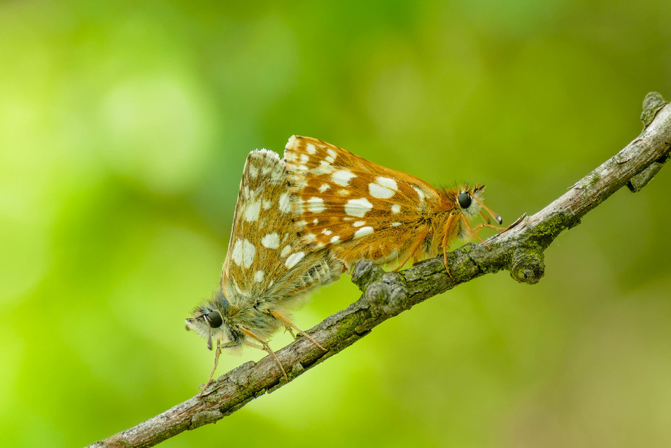 Spialia orbifer - törpe busalepke
