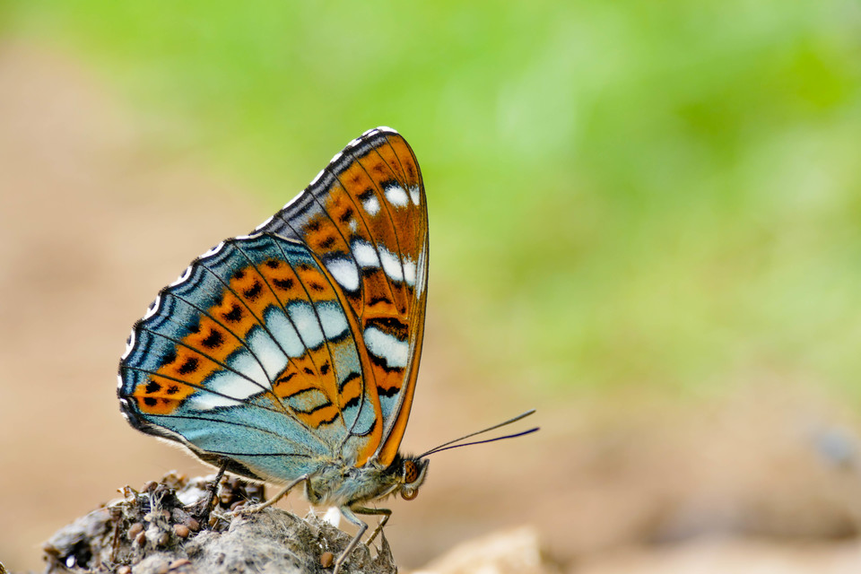 Limenitis populi - nagy nyárfalepke