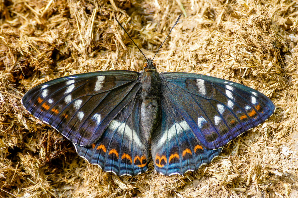 Limenitis populi - nagy nyárfalepke