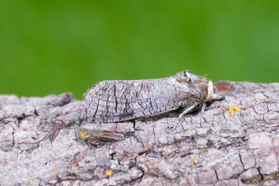 Cossus cossus - fűzfarontólepke