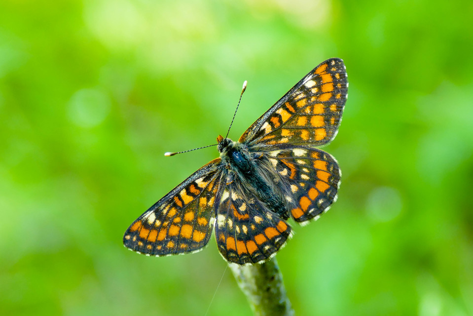 Euphydryas maturna - díszes tarkalepke